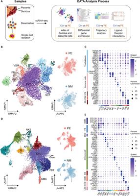 Single-cell RNA-seq reveals developmental deficiencies in both the placentation and the decidualization in women with late-onset preeclampsia